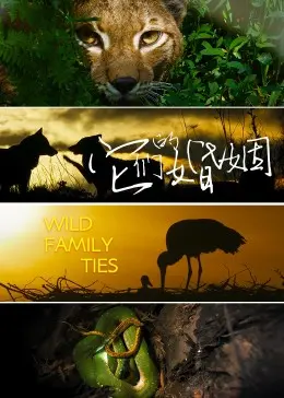 当爱变成战场：《它们的婚姻》深度解析，婚姻的真相是...？